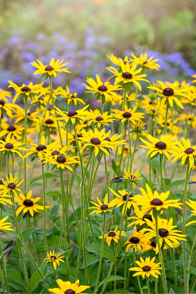 Rudbeckia