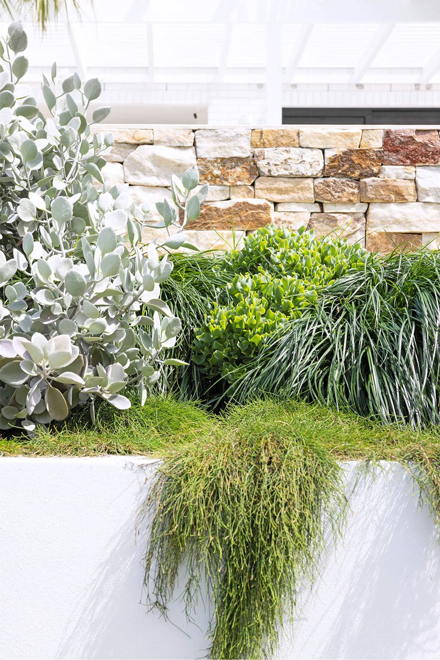 white landscaped garden with blue chalk sticks and cigar plants and Kalanchoe silver spoons