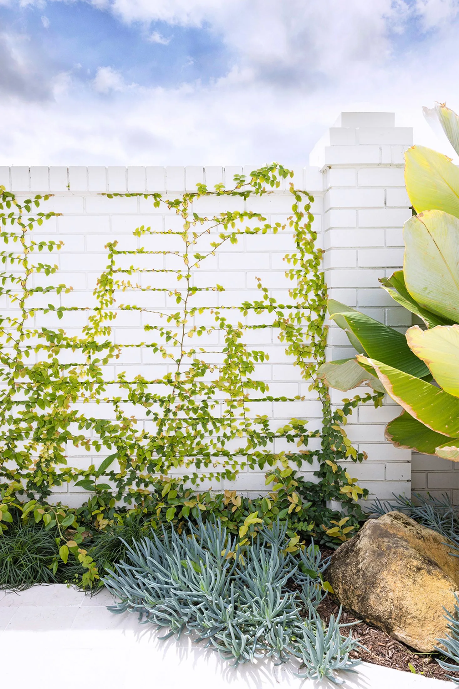 Creeping fig on white brick fench with blue chalk sticks in garden