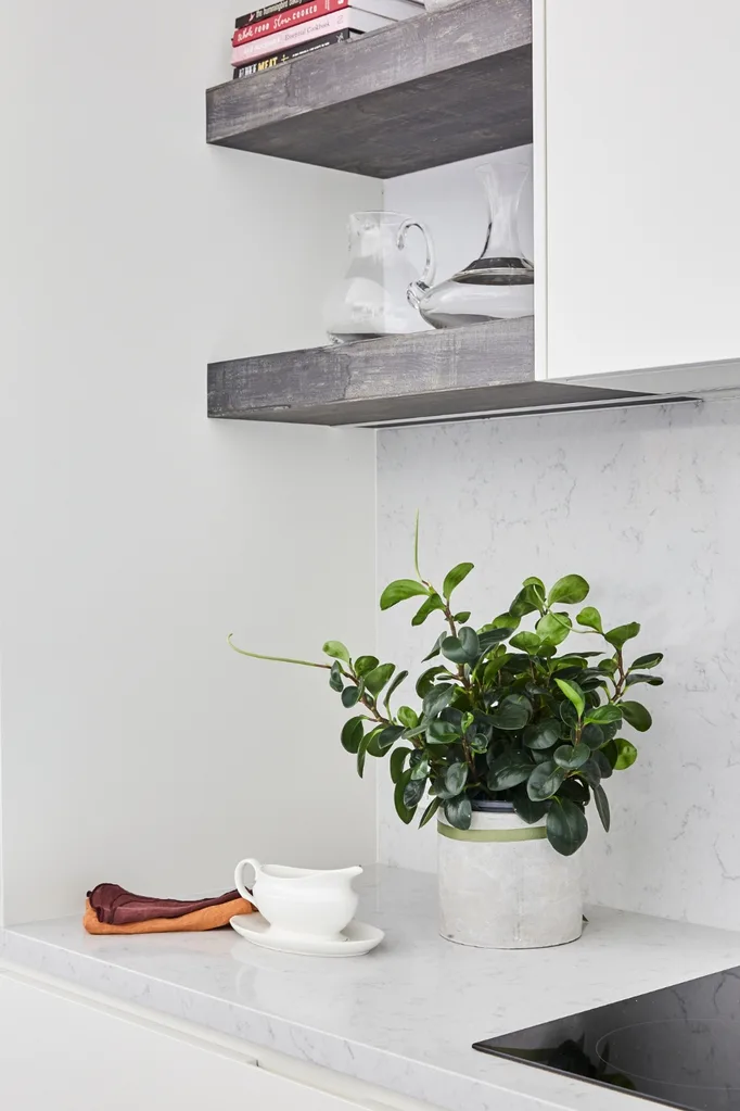 Indoor plant on a kitchen benchtop