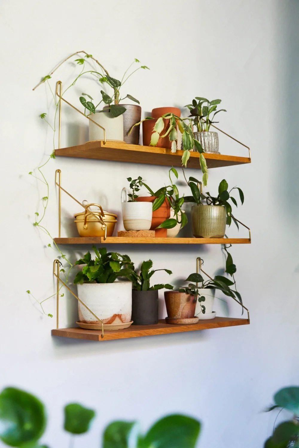 Plants on timber shelf