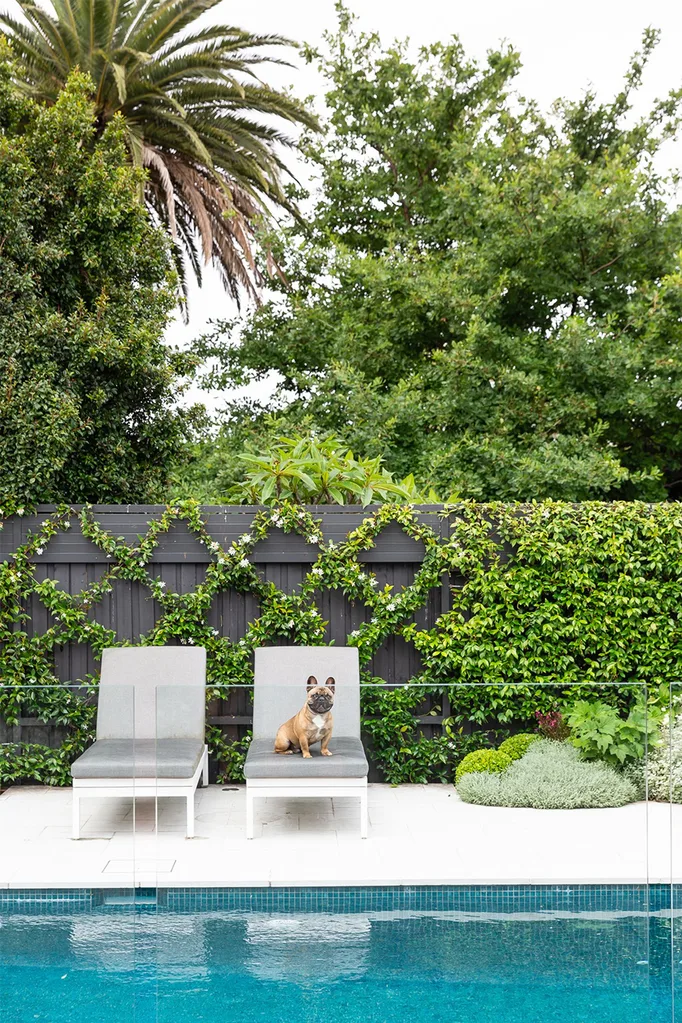 French bulldog sitting on day bed by pool