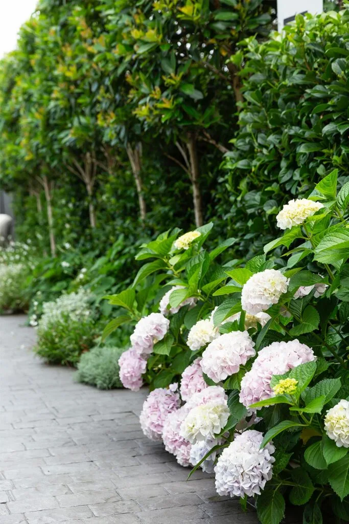 pink hydrangeas on a path