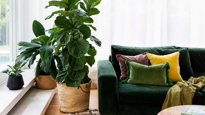 7 ways you could be killing your fiddle leaf fig (and how to save it)
