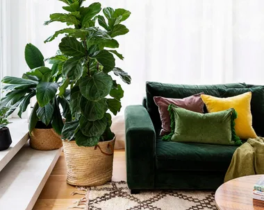 7 ways you could be killing your fiddle leaf fig (and how to save it)