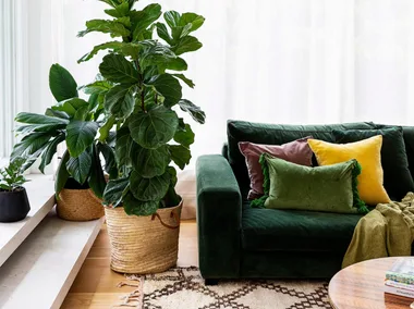 7 ways you could be killing your fiddle leaf fig (and how to save it)
