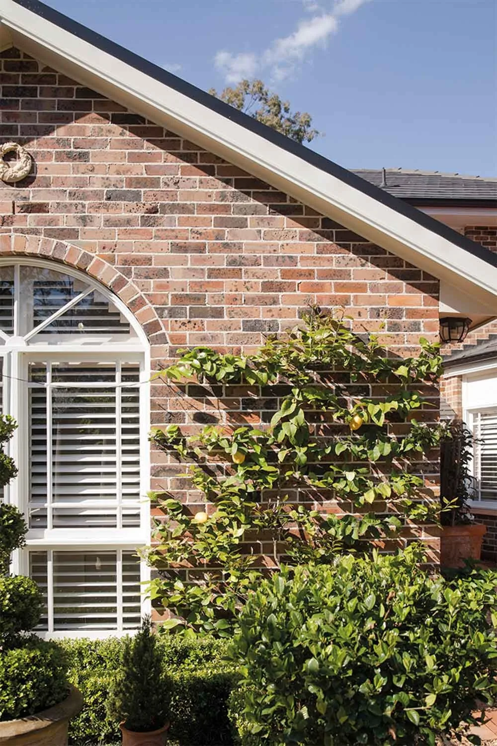 Hamptons style brick exterior with espalier lemon tree