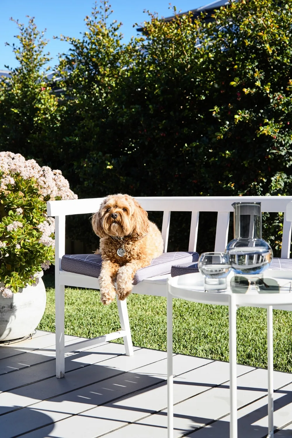 Toy cavoodle sitting on bench outdoors