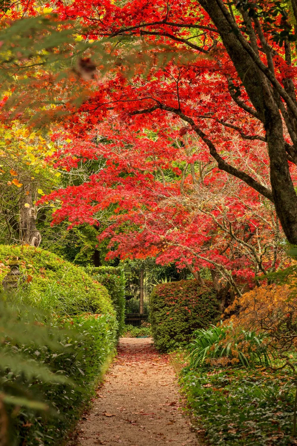 Autumn leaves in a Blue Mountains NSW garden