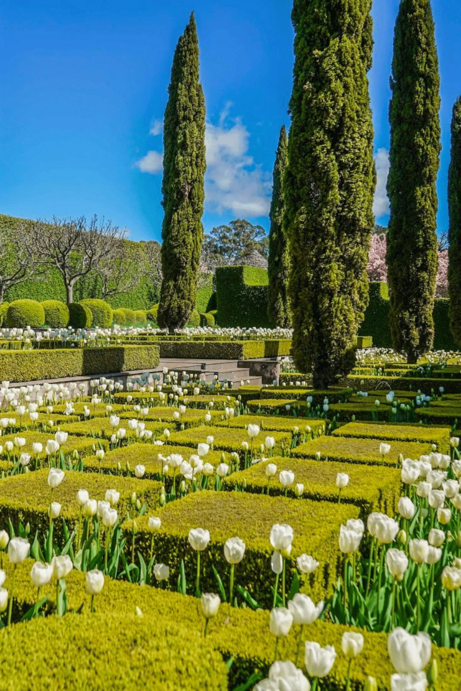 Hedges and tulips in Paul Bangay's garden