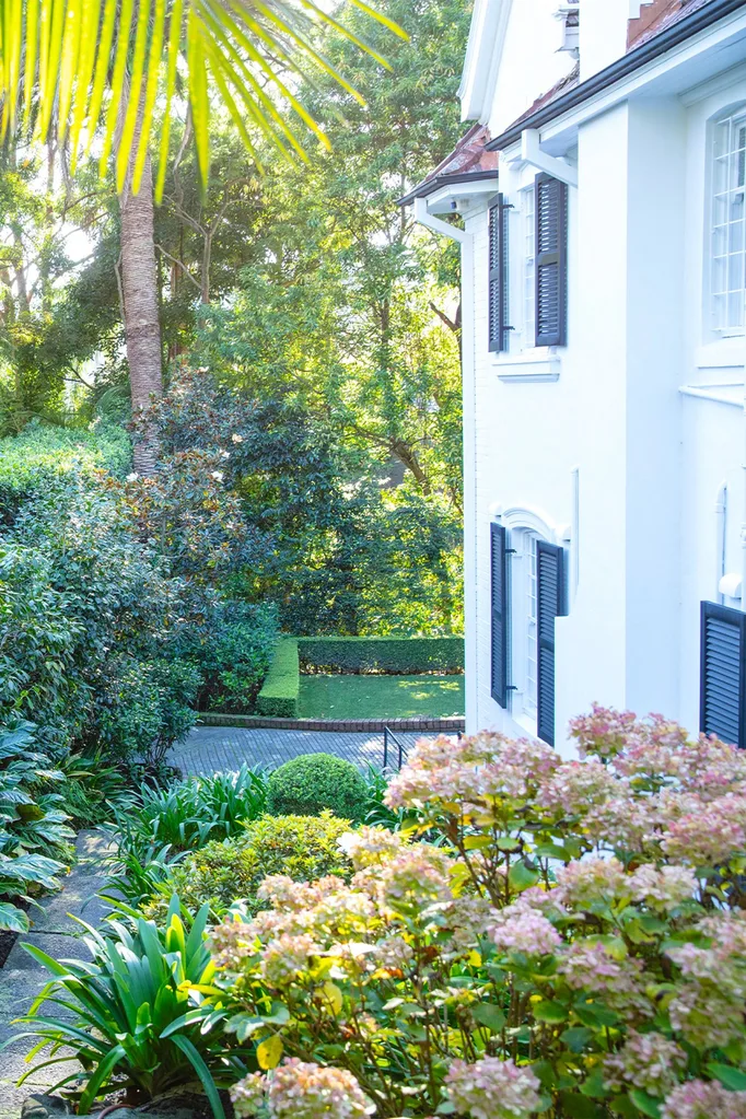 double bay jungle garden hydrangeas