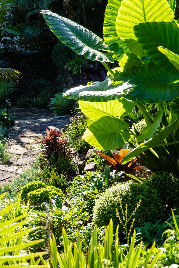 double bay jungle garden path