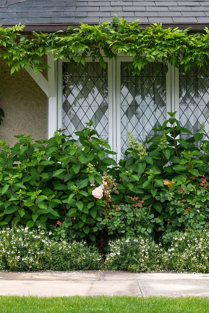 hobart-century-old-home-garden-rose-bush