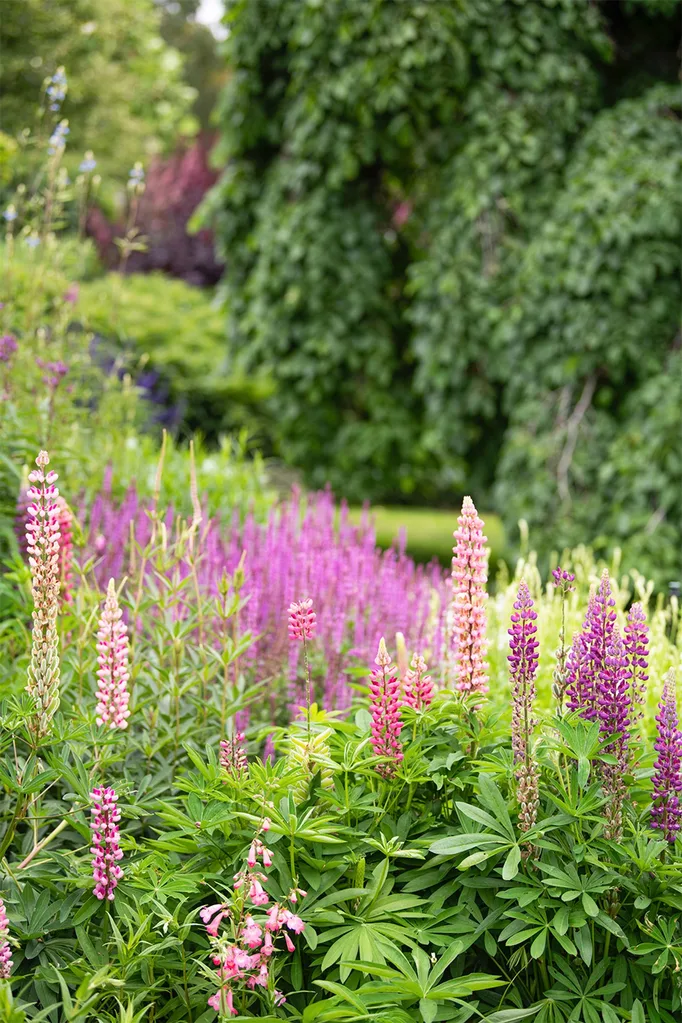 hobart-century-old-home-garden-salvia