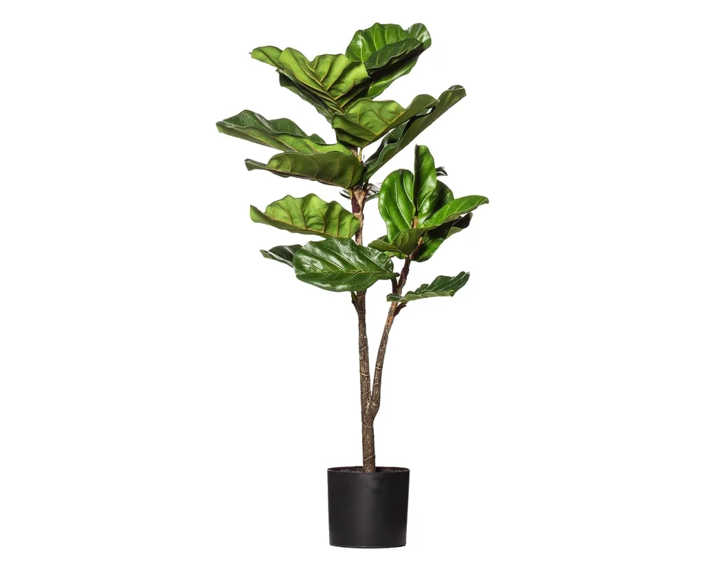 Rogue giant fiddle leaf fig