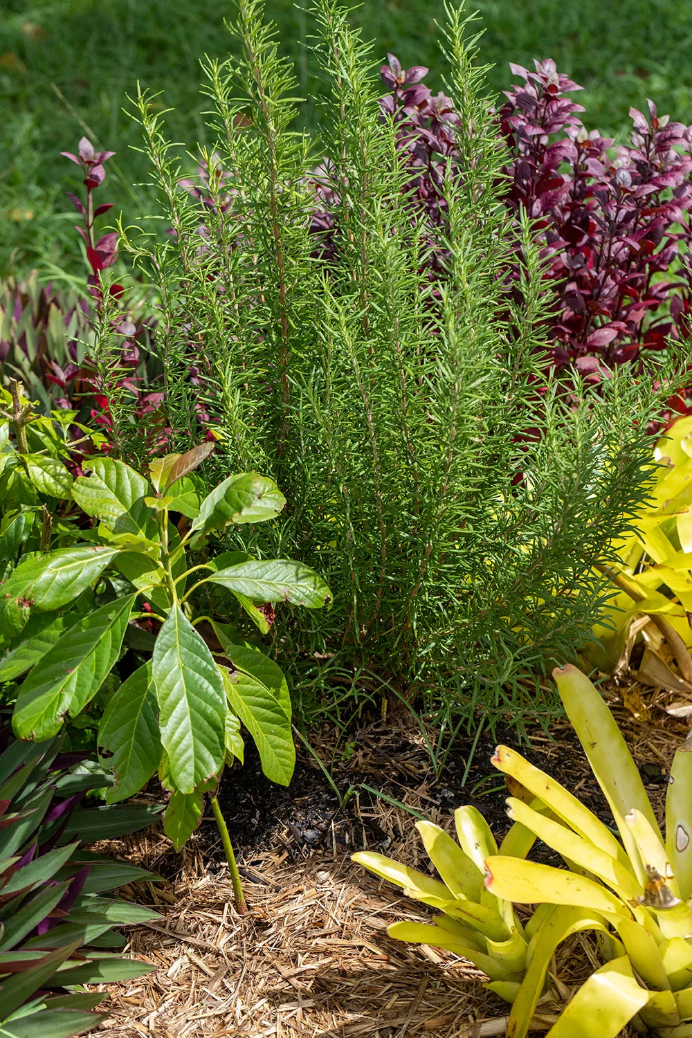 Rosemary growing in a garden bed in Queensland