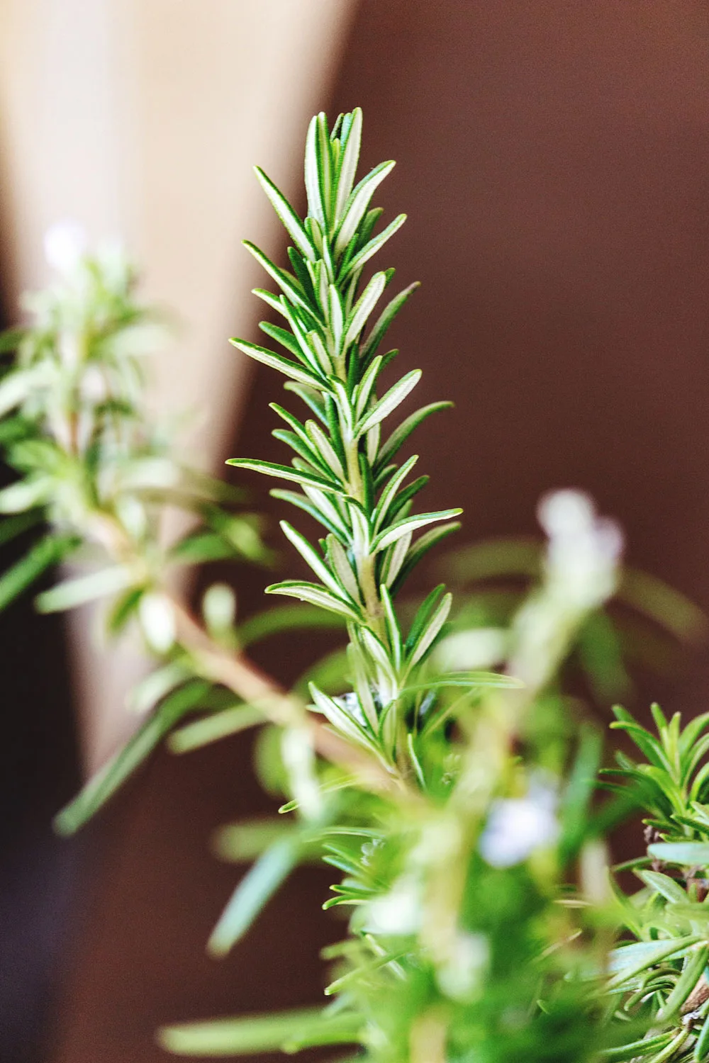 Rosemary plant close up