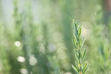 The secret to growing rosemary from cuttings