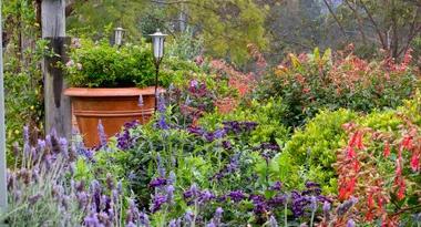 A lush garden with purple, red, and green foliage, featuring a large terracotta pot and a lantern.