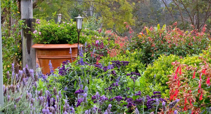 A lush garden with purple, red, and green foliage, featuring a large terracotta pot and a lantern.