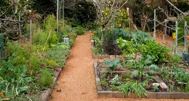 Organic garden: Food for thought