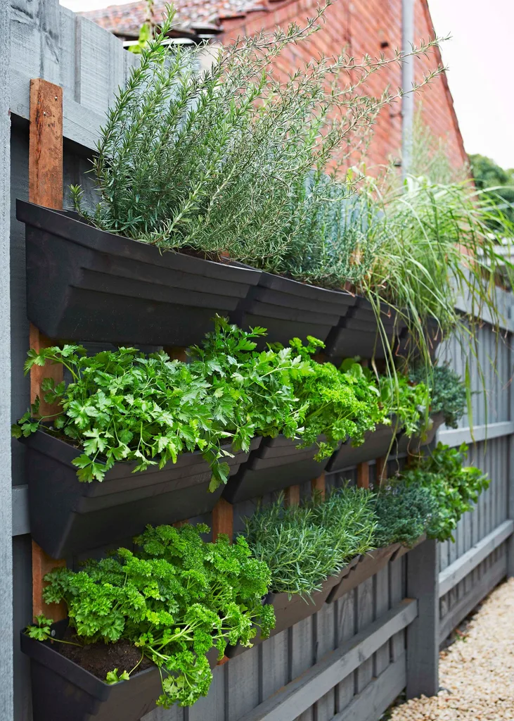 Learn how to grow herbs in a small  space