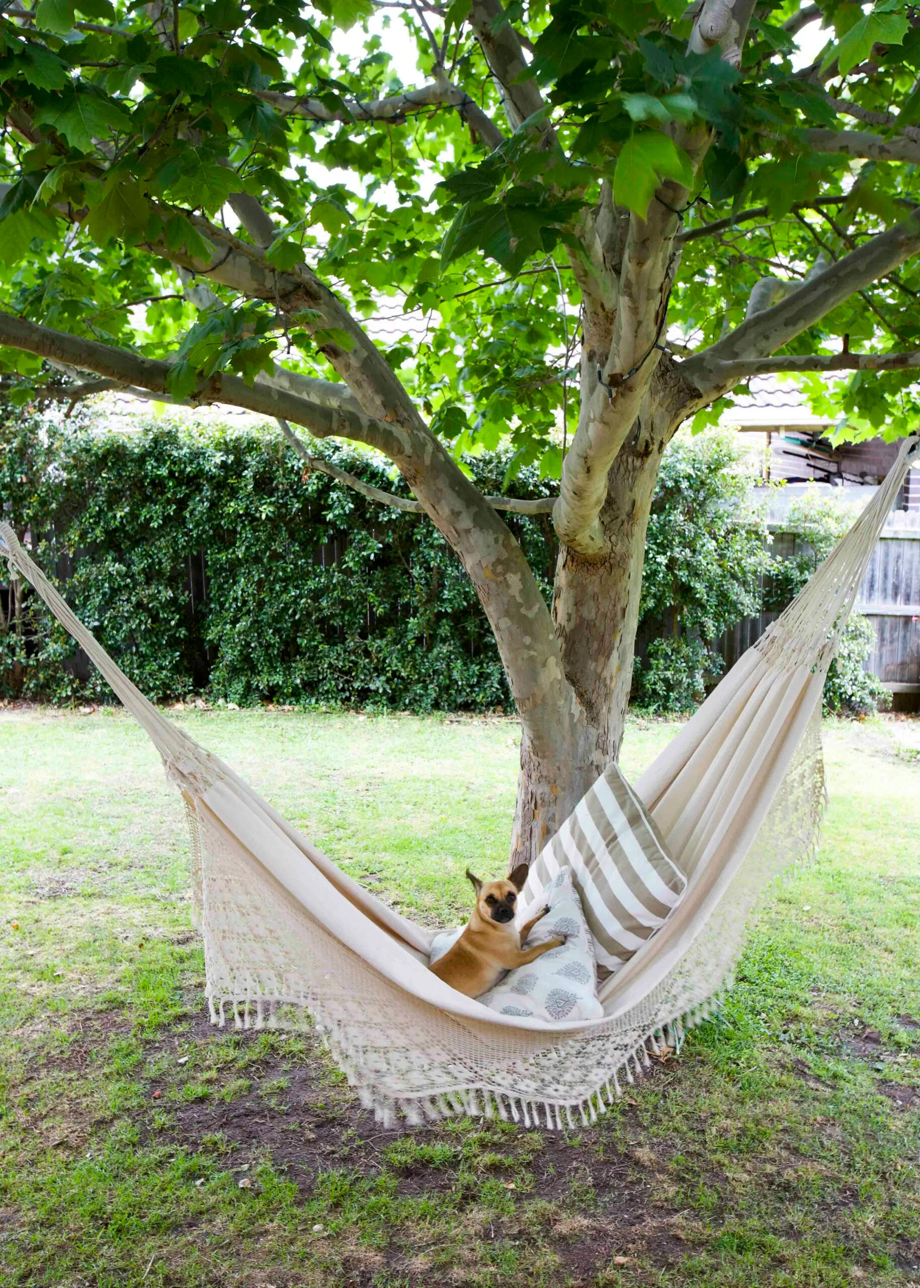 Hammock with small dog