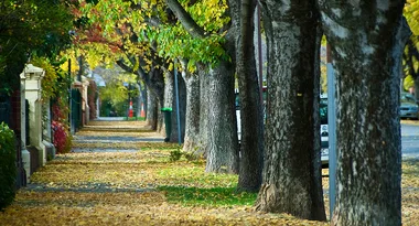 Buxton Street, North Adelaide SA