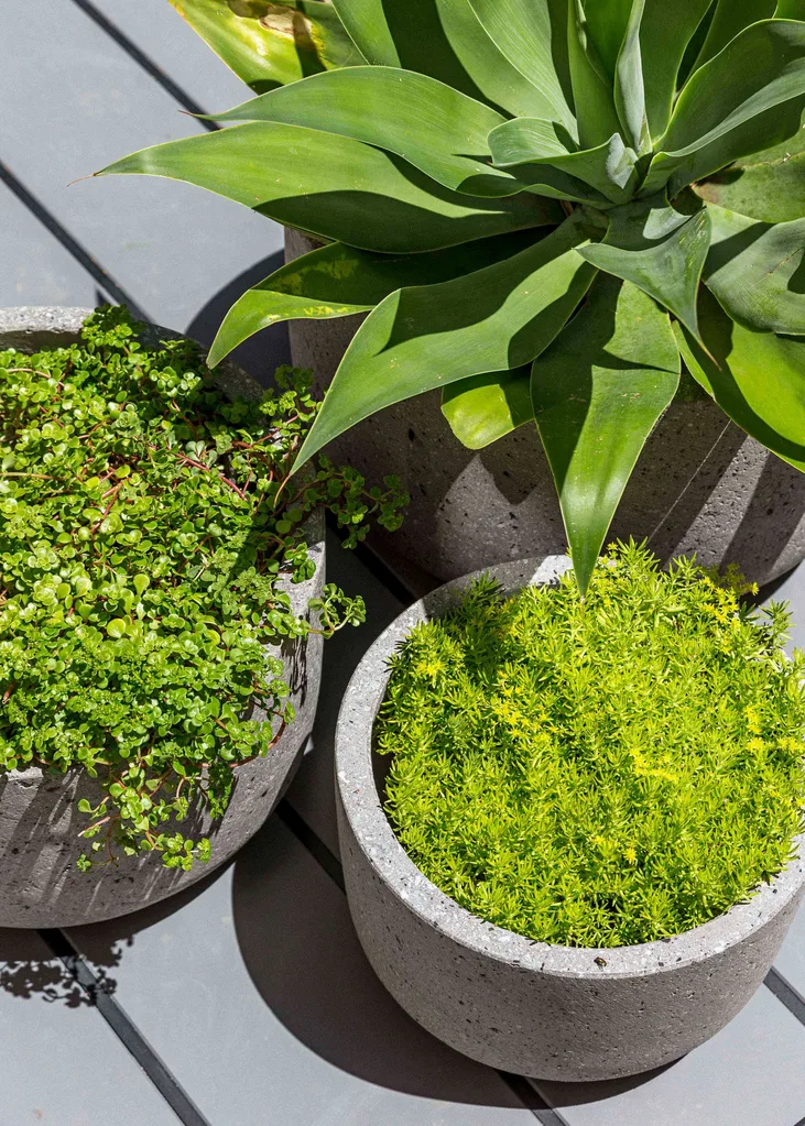 Outdoor plants