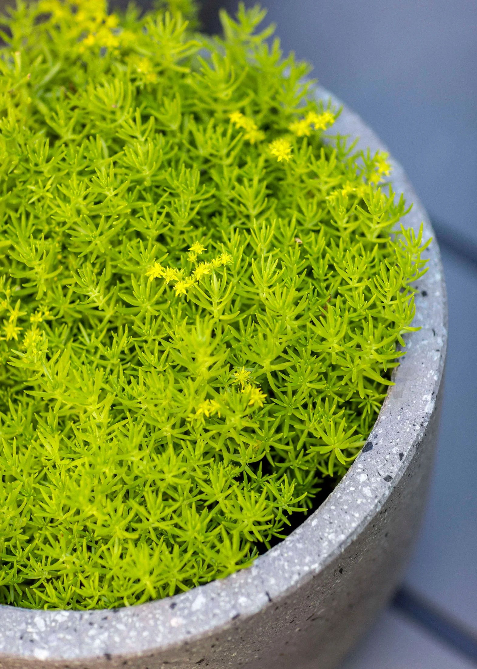 Outdoor plants