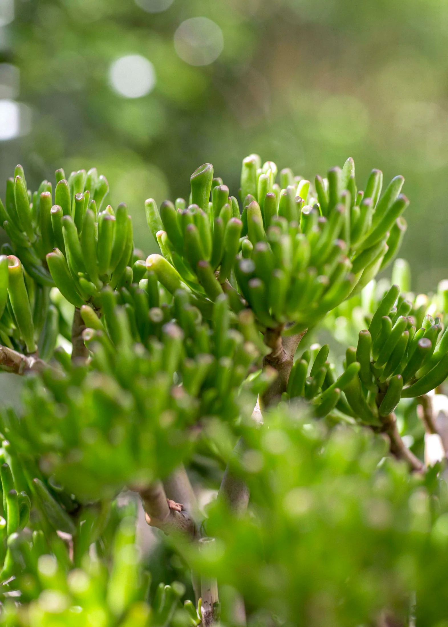 Outdoor plants