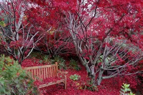 A wooden bench under vibrant red maple trees, surrounded by fallen leaves in a peaceful garden setting.