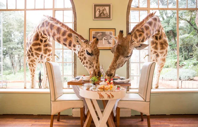 Two giraffes extending heads through large windows to eat from a dining table inside a room.