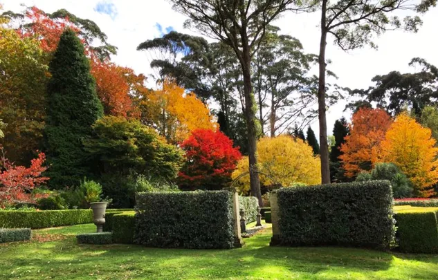 Colorful autumn trees in a garden with trimmed hedges and a grassy lawn.