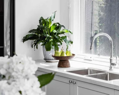 plants on windowsill in kitchen