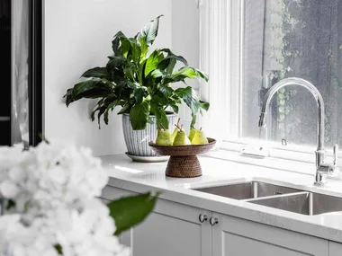 plants on windowsill in kitchen