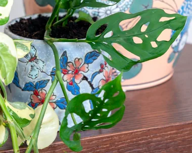 Monstera deliciosa plant in a floral blue flower pot