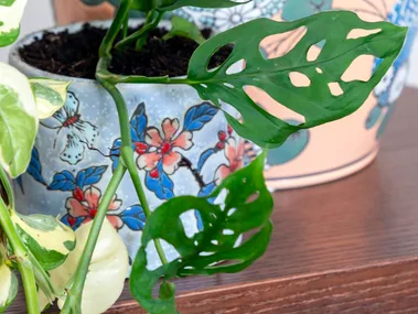 Monstera deliciosa plant in a floral blue flower pot