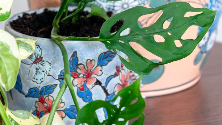 Monstera deliciosa plant in a floral blue flower pot