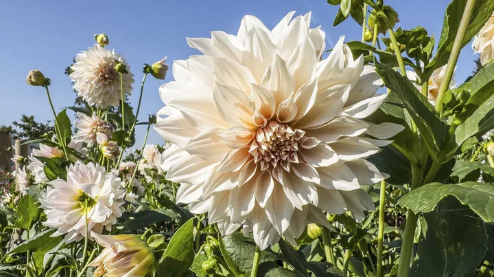 Beige dahlia growing in a garden of dahlias