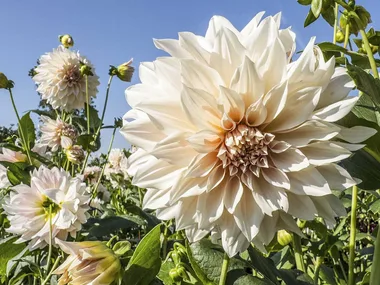 Beige dahlia growing in a garden of dahlias