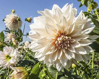 Beige dahlia growing in a garden of dahlias