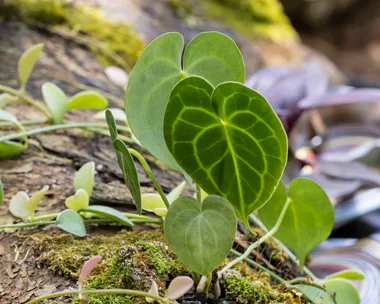 small fronds of rainforest plant on the ground