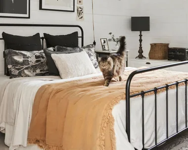cat walking on a bed