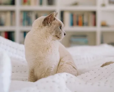 Cat sitting on a comfy bed with a bookshelf in the background