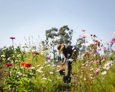 cut flower garden with dahlias in field