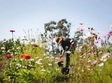 cut flower garden with dahlias in field