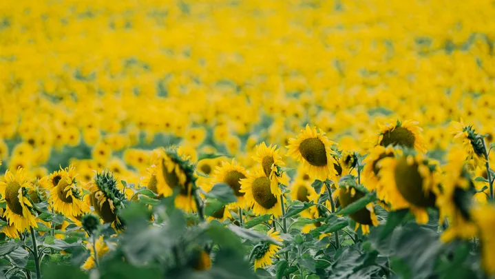 field of sunflowers pointing to the right