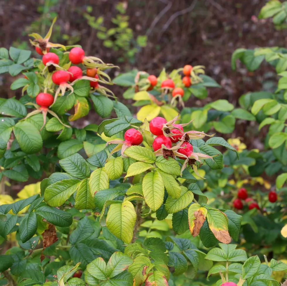 rosehips still on branch in small red bauble shapes