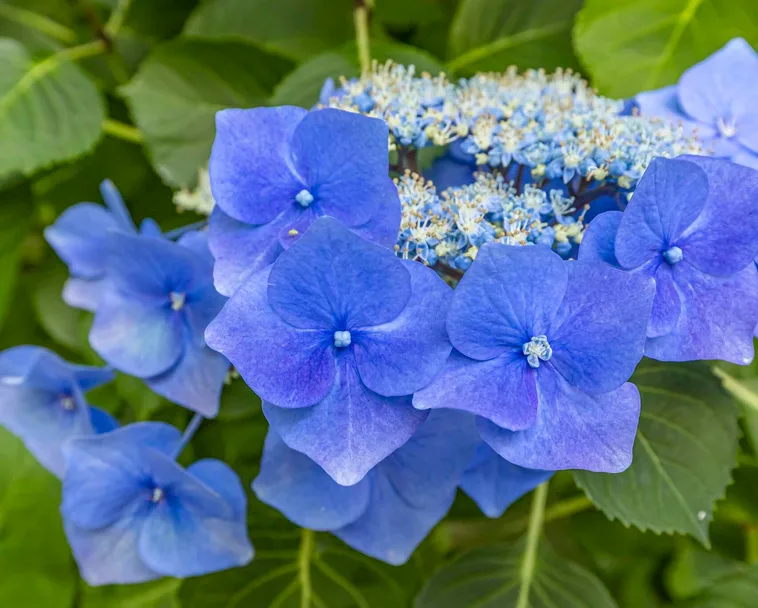 Hydrangea lacecap close up